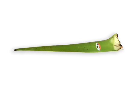 Aloe Vera 1 EACH